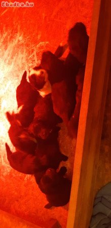 Eladó 10 ujfundlandi jellegű kiskutya