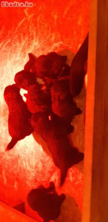 Eladó 10 ujfundlandi jellegű kiskutya