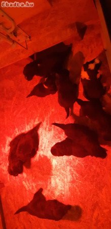 Eladó 10 ujfundlandi jellegű kiskutya