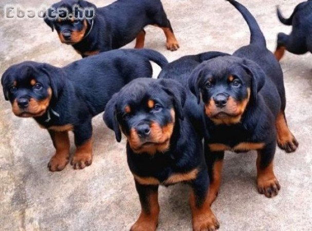 Rottweiler kölykök örökbefogadásra