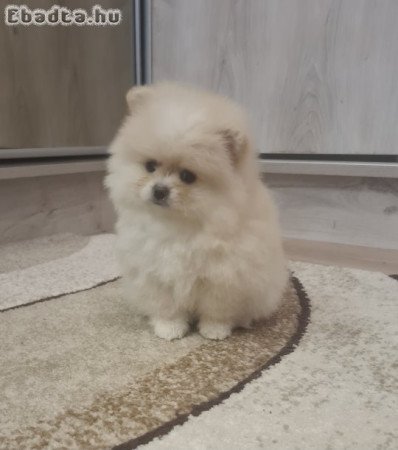 Csodaszép pomerániai törpe spicc kislány eladó