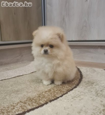 Csodaszép pomerániai törpe spicc kislány eladó