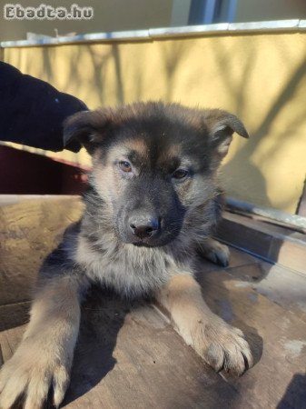 Fiú németjuhász kiskutya eladó!