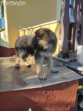 Fiú németjuhász kiskutya eladó!