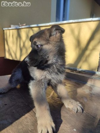 Fiú németjuhász kiskutya eladó!