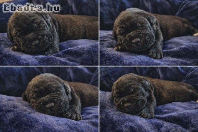 Cane Corso kölykök
