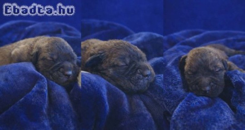 Cane Corso kölykök