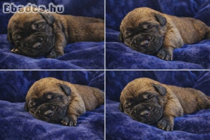 Cane Corso kölykök