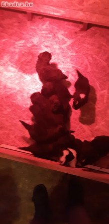 Eladó 10 ujfundlandi jellegű fekete-fkiskutya