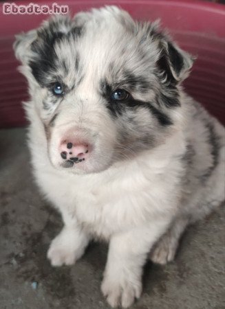 Eladó Border Collie kiskutyák