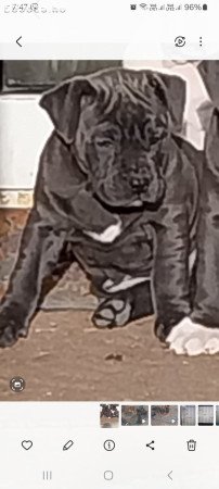 Amerikai staffordshire terrier