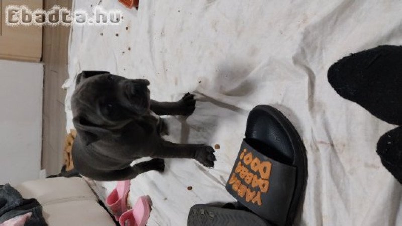 Amerikai staffordshire terrier