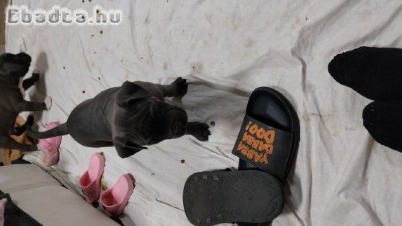 Amerikai staffordshire terrier