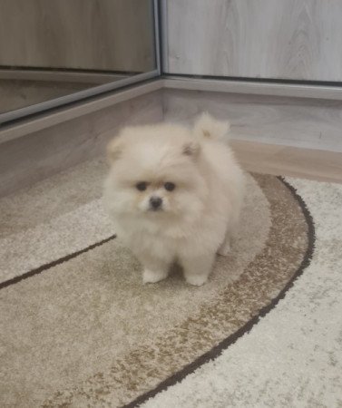 Pomerániai törpe spicc