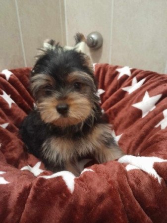 Yorkshire terrier