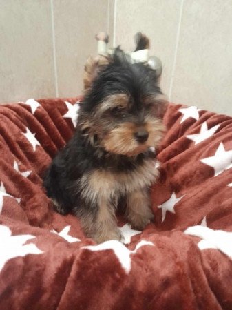 Yorkshire terrier