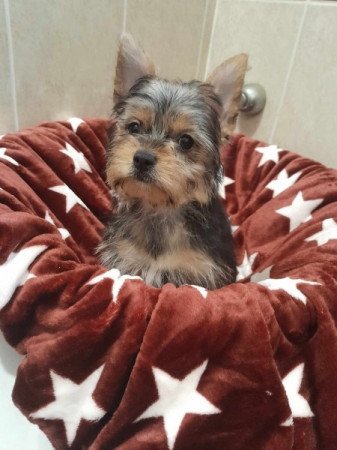 Yorkshire terrier