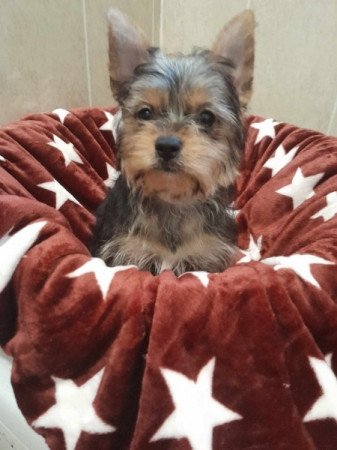 Yorkshire terrier