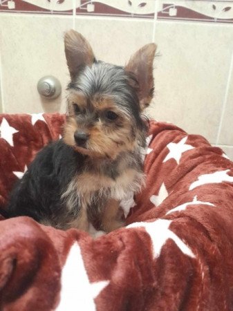 Yorkshire terrier