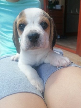 Beagle