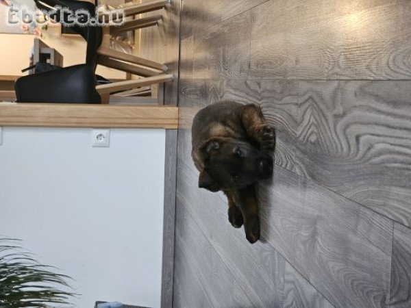 Belga juhász kis lány