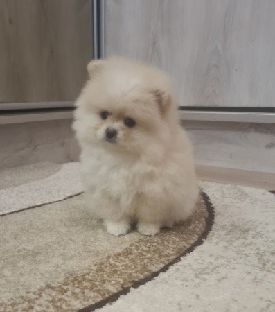 Pomerániai törpe spicc