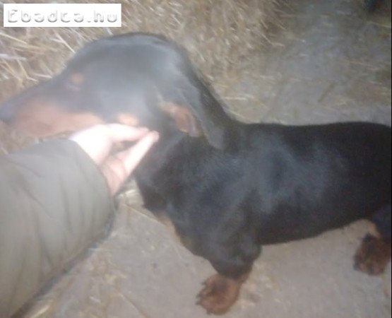 Kan Tacskó- 8 hónapos eladó