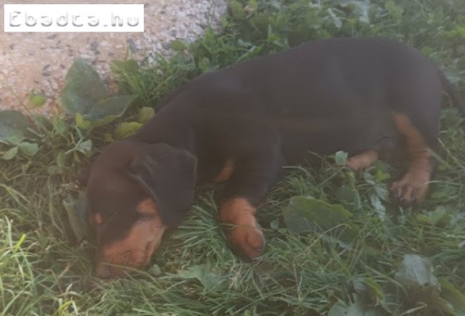 Kan Tacskó- 8 hónapos eladó