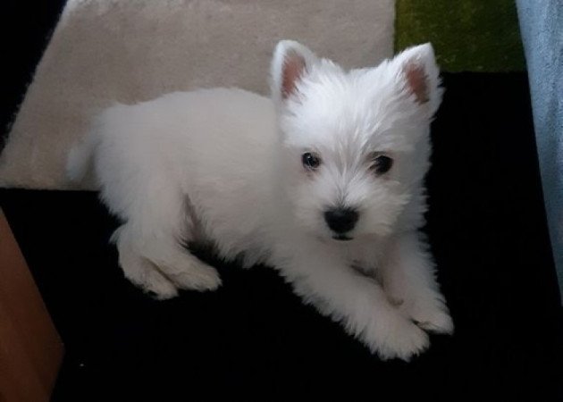 Westie