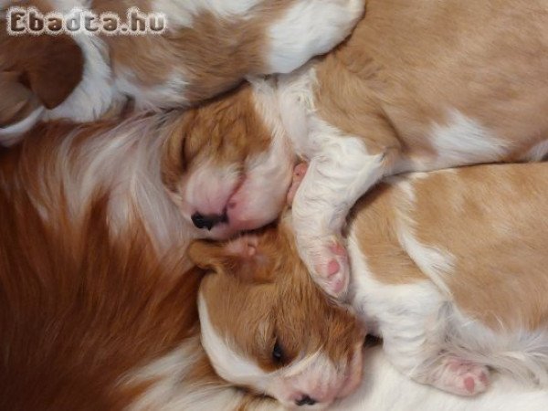 Eladó Cavalier King Charles kiskutyák