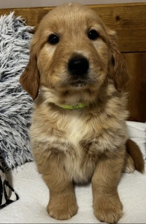 Golden Retriever