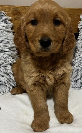 Golden Retriever