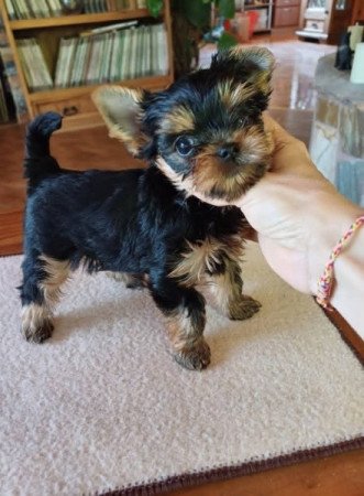 Yorkshire terrier