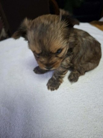 Yorki és havanese mix