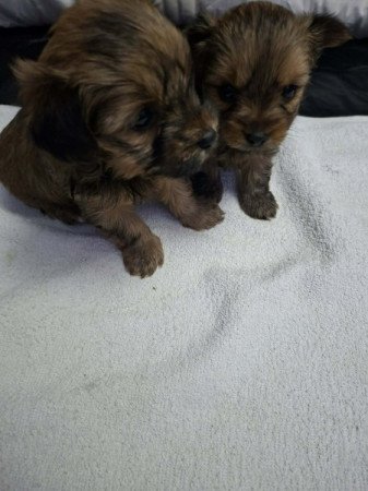 Yorki és havanese mix