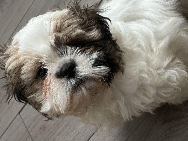 Shih-tzu
