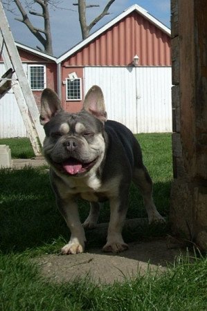 Francia bulldog