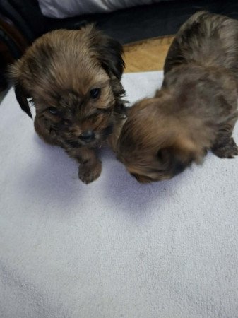 Yorki és havanese mix