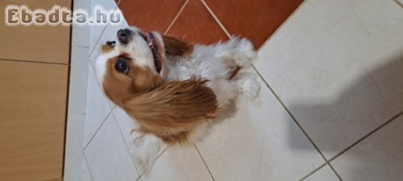 Cavalier King Charles Spániel eladó!