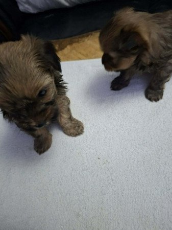 Yorki és havanese mix