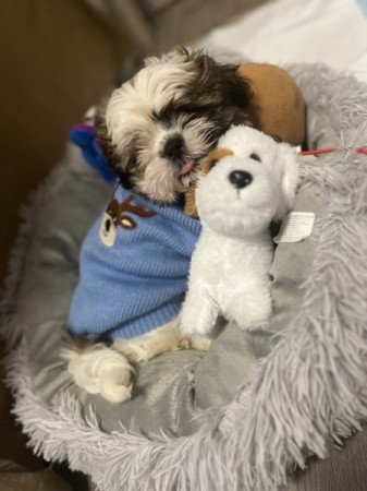 Shih-tzu