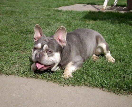 Francia bulldog