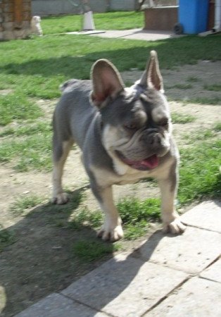 Francia bulldog