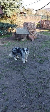 Border Collie