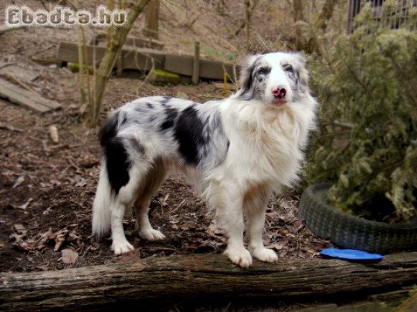 Merle border collie