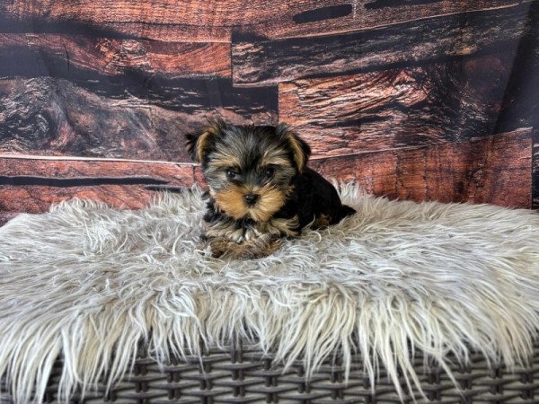 Yorkshire terrier