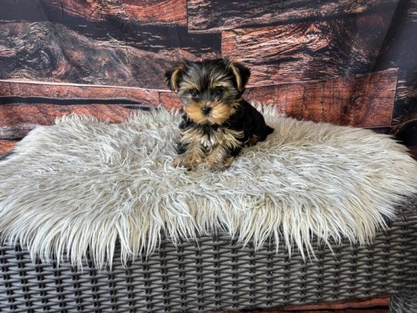 Yorkshire terrier