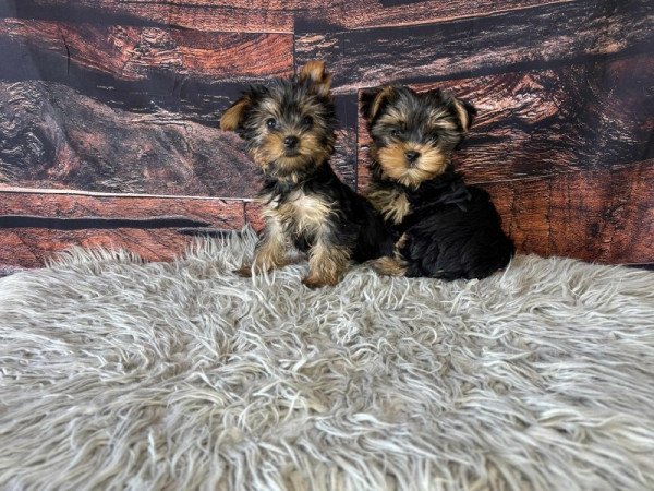 Yorkshire terrier