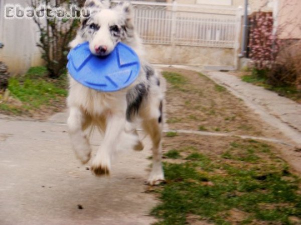 Merle border collie