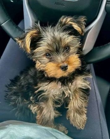 Yorkshire terrier